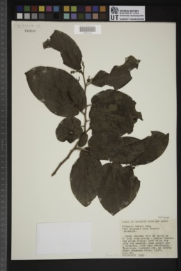 Trimeria grandifolia subsp. tropica image