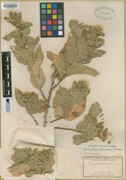 Nahuatlea arborescens image