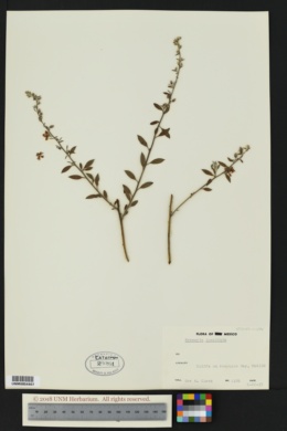 Image of Krameria cuspidata