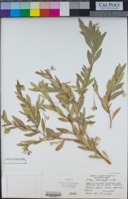 Billardiera heterophylla image