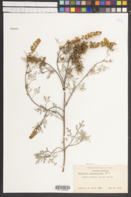 Ambrosia bipinnatifida image