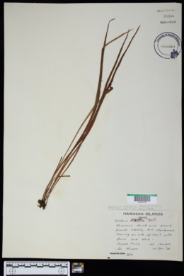 Haplopteris elongata image