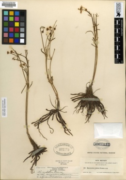 Ranunculus nudatus image