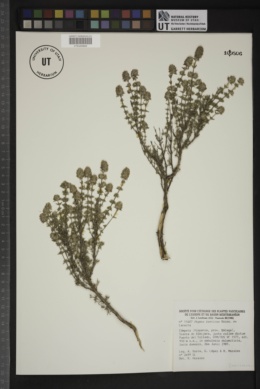 Image of Thymus baeticus