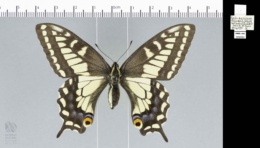 Papilio zelicaon image