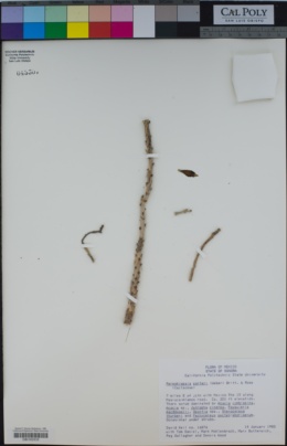 Pereskiopsis porteri image