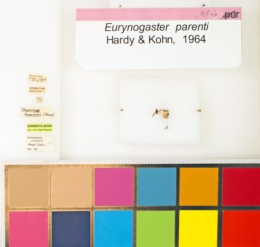 Image of Eurynogaster parenti