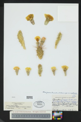 Opuntia fragilis var. brachyarthra image