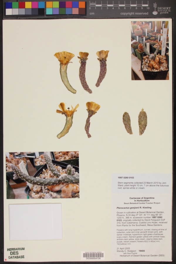 Pterocactus gonjianii image