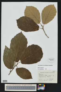 Quercus candicans image