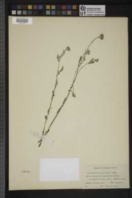 Eriophyllum lanatum var. obovatum image