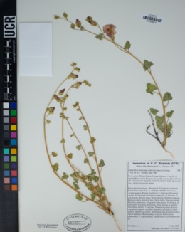 Sphaeralcea rusbyi subsp. eremicola image