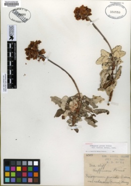 Eriogonum grande var. dunklei image