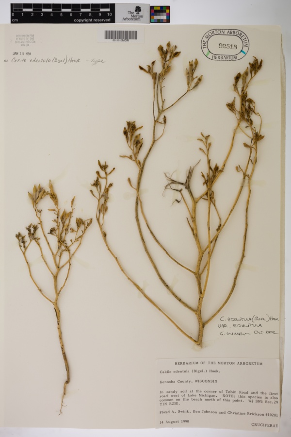 Cakile edentula subsp. edentula var. edentula image