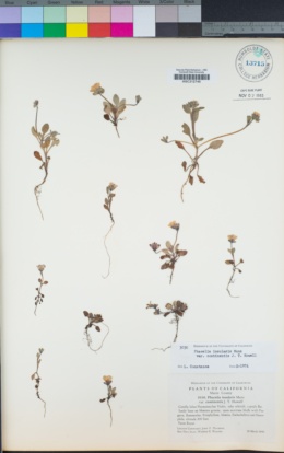 Phacelia insularis var. continentis image