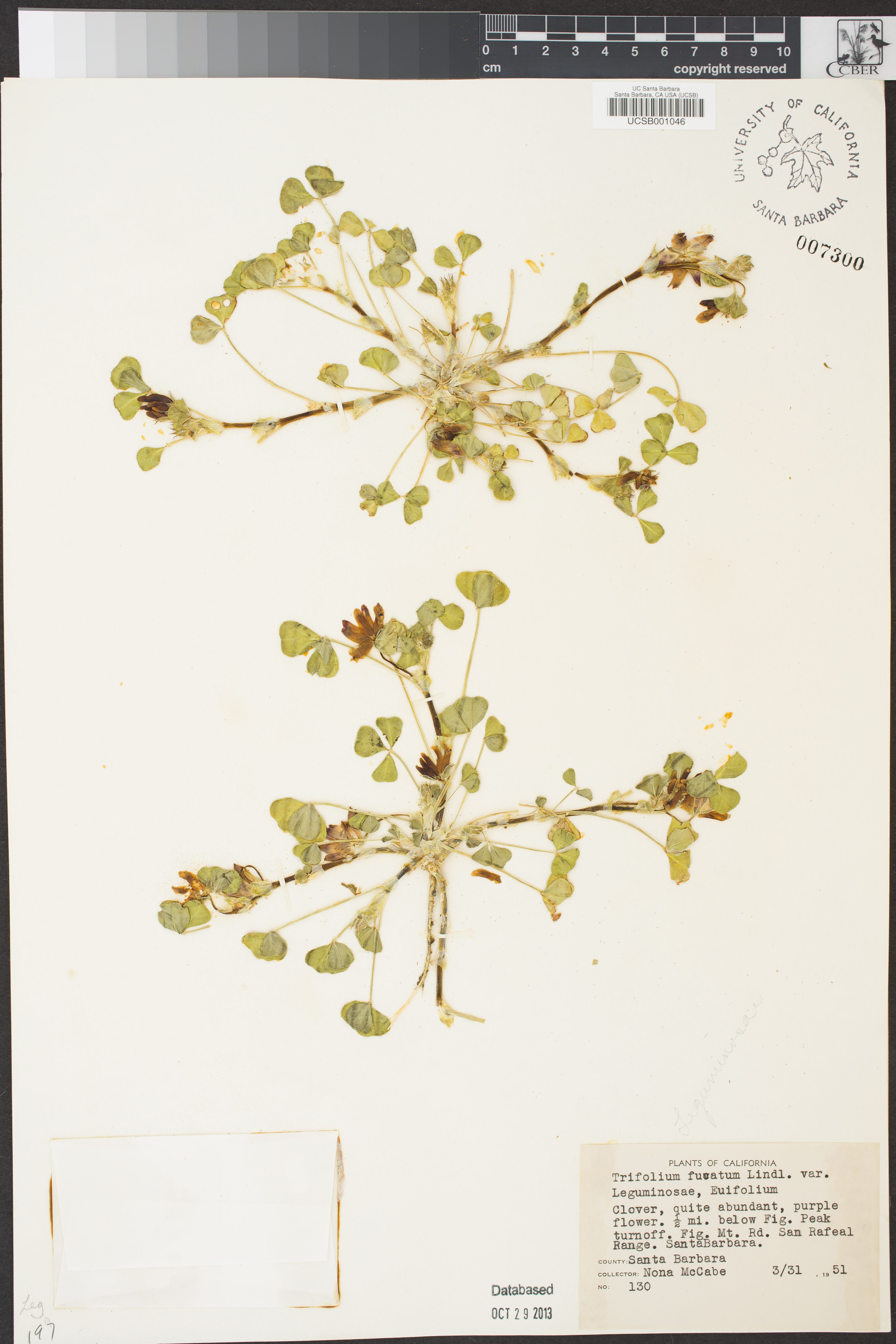 Trifolium fucatum image