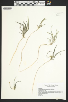 Dicoria canescens subsp. canescens image