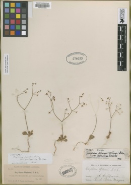 Image of Eriogonum abramsii
