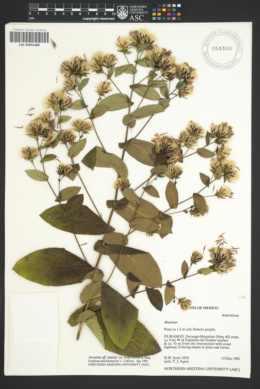 Image of Acourtia patens