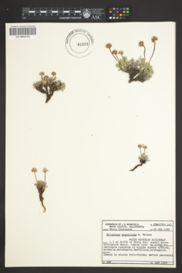 Image of Eriogonum gracilipes