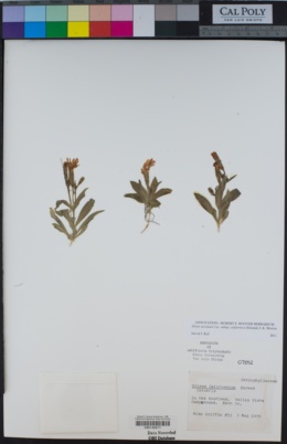 Silene laciniata subsp. californica image