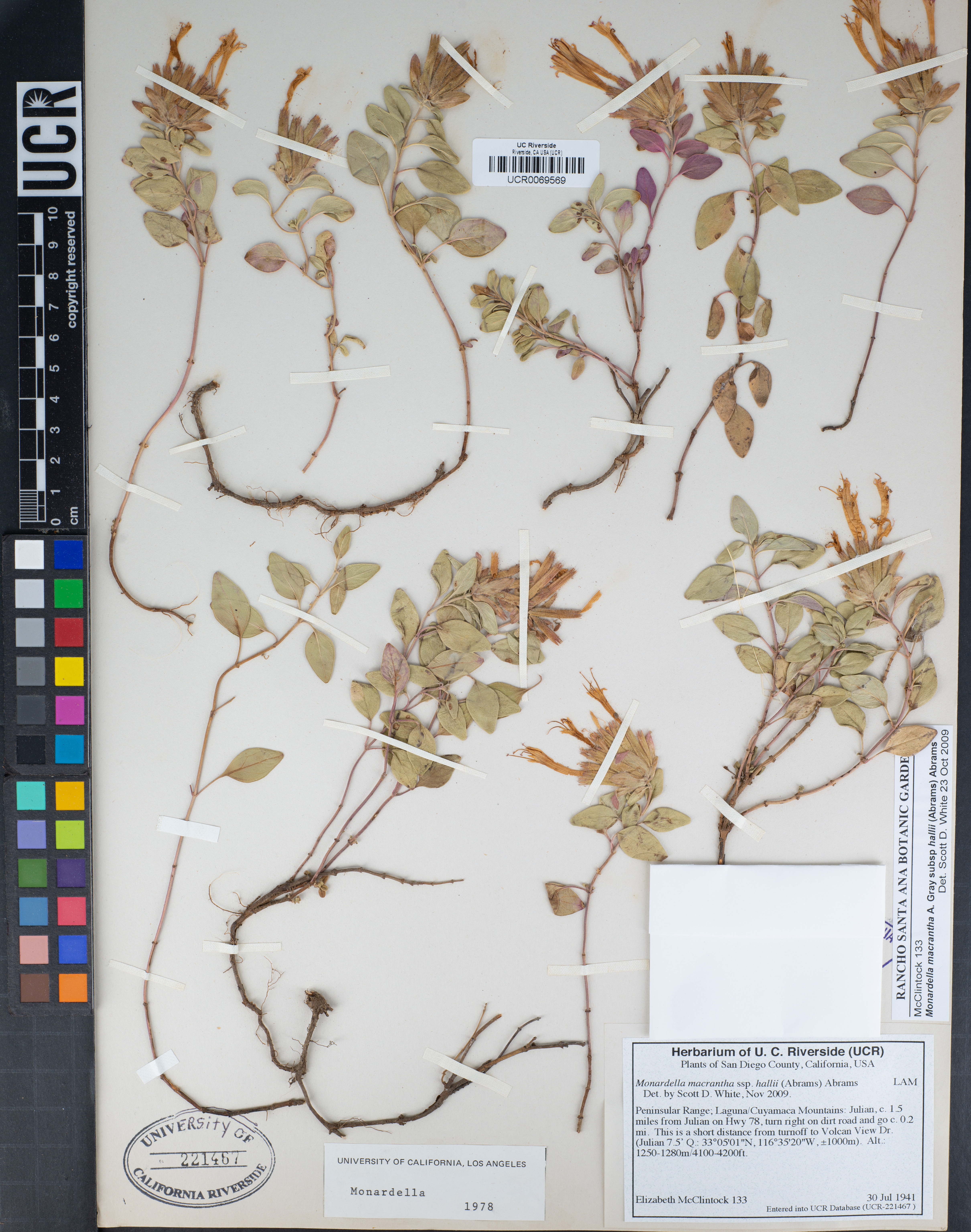 Monardella macrantha subsp. hallii image