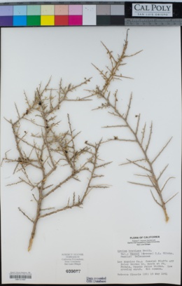 Lycium brevipes image