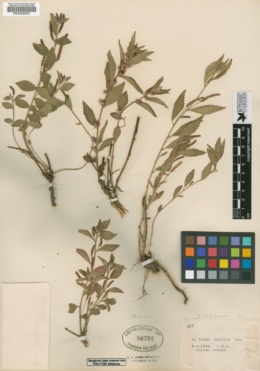 Acalypha brevicaulis image