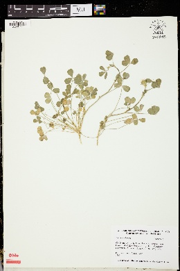 Image of Trifolium cherleri