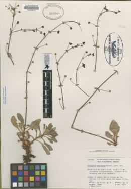 Eriogonum preclarum image