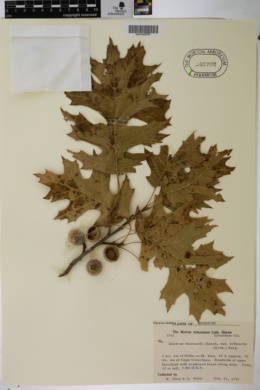 Quercus shumardii var. schneckii image