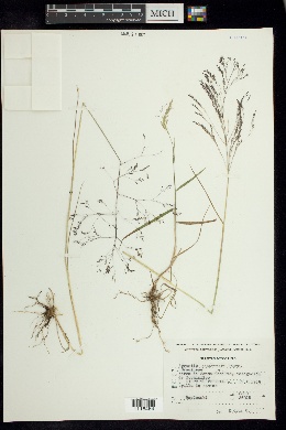Image of Agrostis schaffneri
