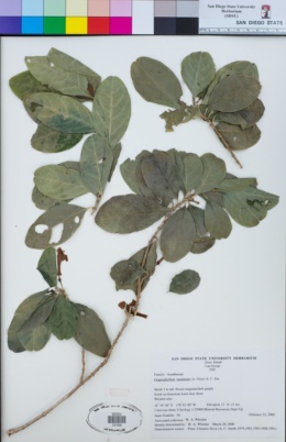 Image of Graptophyllum insularum