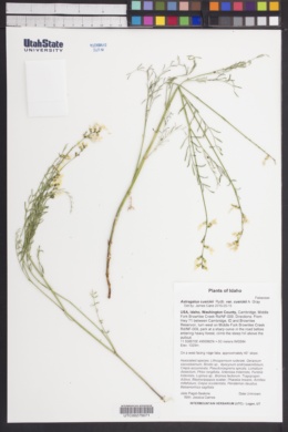 Astragalus cusickii var. cusickii image