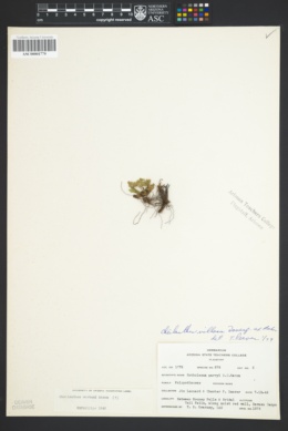 Myriopteris windhamii image