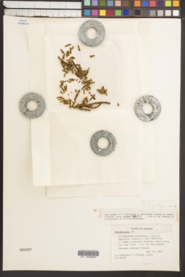 Phoradendron capitellatum image