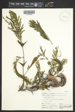 Image of Acacia hindsii