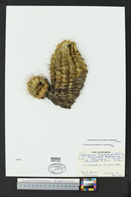 Echinocereus triglochidiatus var. triglochidiatus image