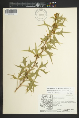 Berberis harrisoniana image