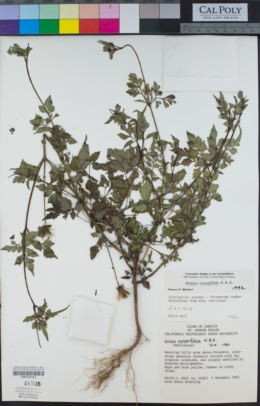 Image of Bidens cynapiifolia