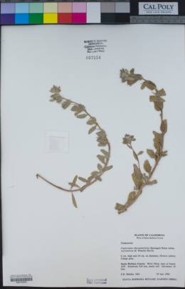 Camissoniopsis cheiranthifolia image