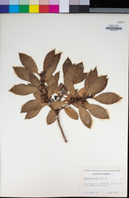 Myoporum laetum image