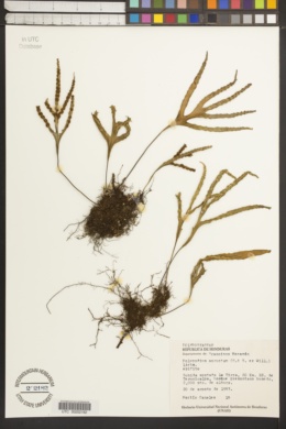 Image of Polypodium angustum
