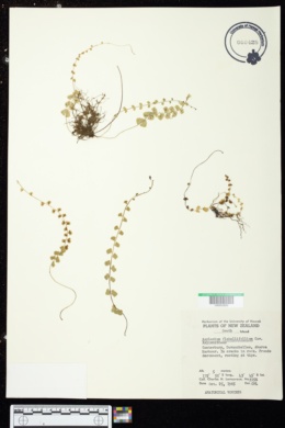 Asplenium flabellulatum image
