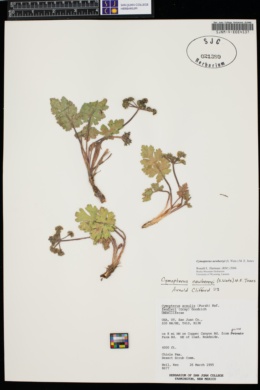 Cymopterus newberryi image