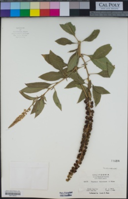 Phytolacca heterotepala image