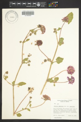 Abronia umbellata subsp. umbellata image