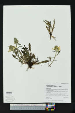 Pedicularis canadensis var. fluviatilis image