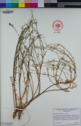 Image of Stillingia linearifolia