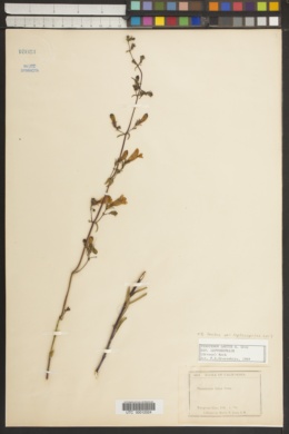 Penstemon laetus subsp. leptosepalus image